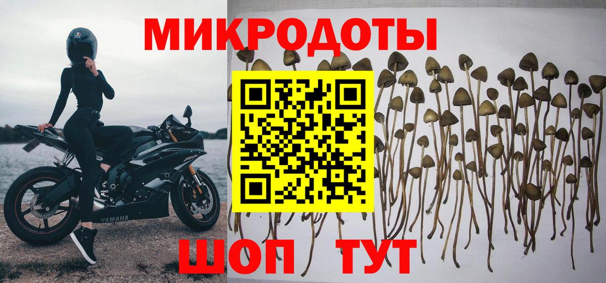 Псилоцибиновые грибы мицелий Благодарный