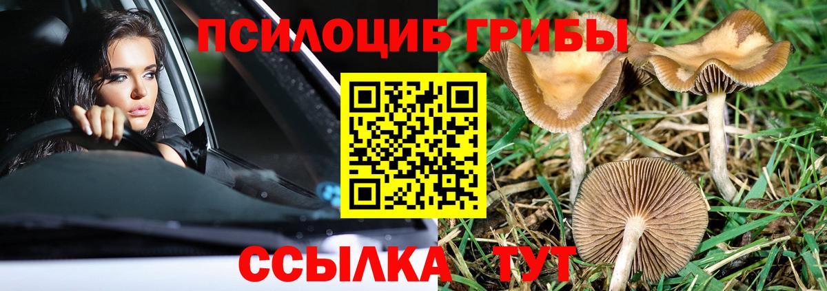 Благодарный  Галлюциногенные грибы Psilocybe  Вход с VPN  Псилоцибиновые грибы мицелий 